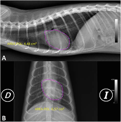Frontiers Cardiac Radiographic Measurements In Ferrets Using The
