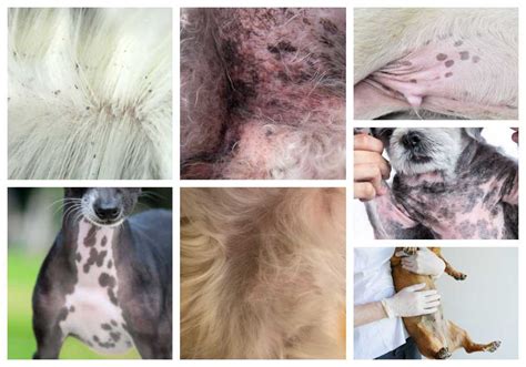 Is There A Cure For Black Skin Disease In Dogs