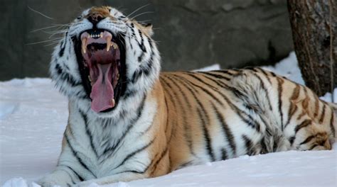 Caspian Tigers May Roam Again The Statesman
