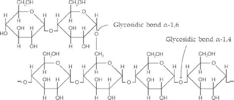 Segment Of An Amylopectin Molecule 10 Download Scientific Diagram