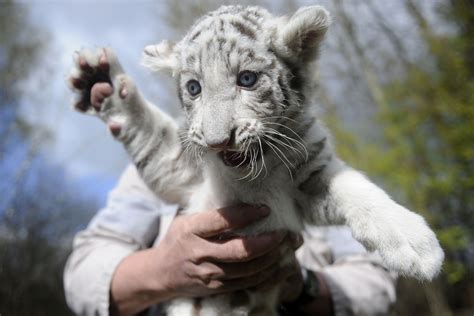 Funny White Tiger Cubs Cute Baby Animals Super Cute Animals Rare