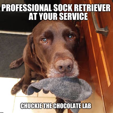 Professional Sock Retriever Imgflip