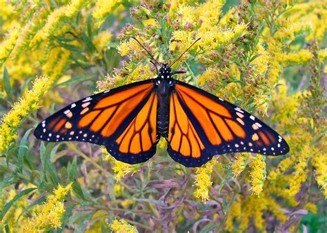 Male Monarch Butterfly On Goldenrod C2018 15 September Slippery
