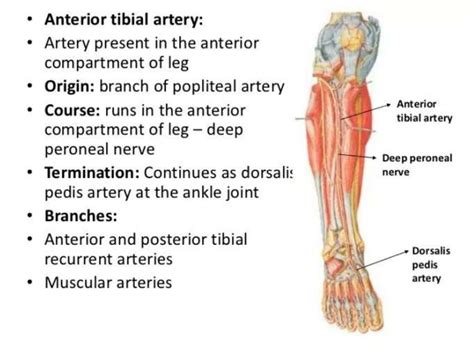 Anterior And Postetior Tibial Artery