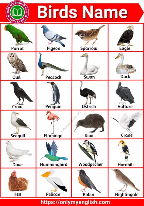 List Of All Birds Name In English With Pictures