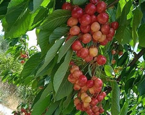 Sweet Cherry Tree Prunus Avium 25 Fresh Seeds Etsy