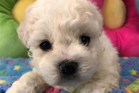 How Much For Bichon Frise Puppy Picture Bleumoonproductions