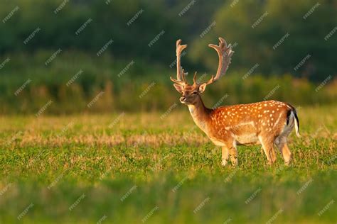 Premium Photo Male Fallow Deer Stag With Anglers In Velvet On Stubble