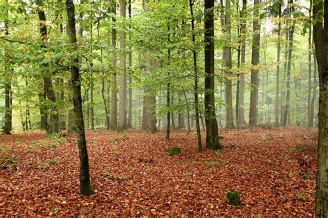 Landscape Of A European Beech Tree Fagus Sylvatica Forest In Autumn