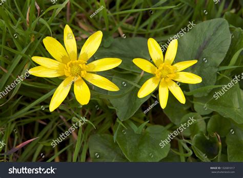 Wetland Yellow Wild Flowers Bloom Spring Stock Photo