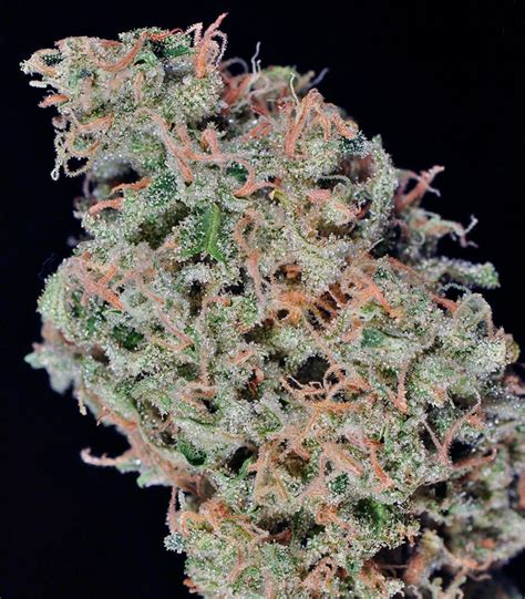Durban Poison Strain Information Seeds For Sale Reviews Herbies