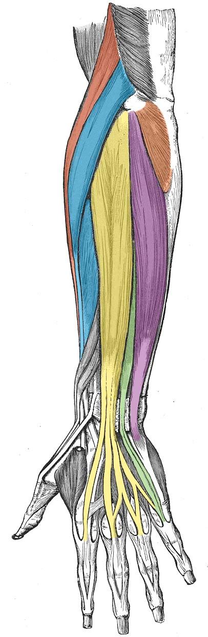 The Upper Limb Teachmeanatomy