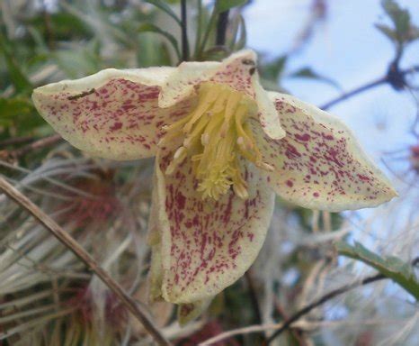Early in spring the main pruning of clematis should be performed. Id. Clematis