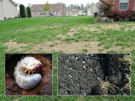 White Grubs In Your Lawn How To Repair Lawn Damage From Grubs Lawnsavers