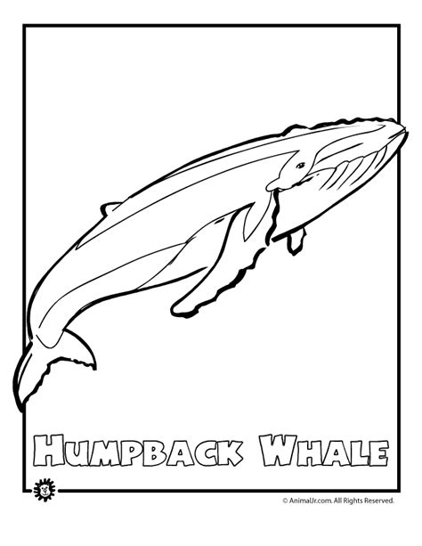 Humpback Whale Endangered Animal Coloring Page Woo Jr