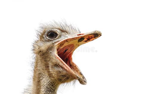 An Ostrich With Its Mouth Open And Its Mouth Wide Open Generative Ai