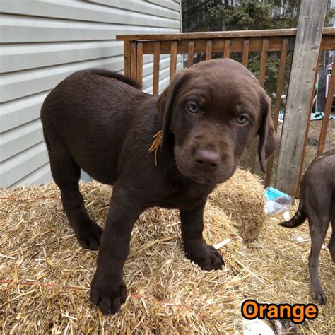 .love chocolate labs quotes about the joy and laughter our pets bring to our lives are included from: Chocolate and silver lab puppies for sale | Dogs & Puppies ...