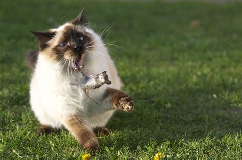 Outdoor Cats Are Prolific Killers Study Finds