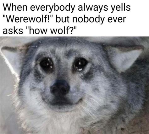 The Best Wolf Memes Memedroid