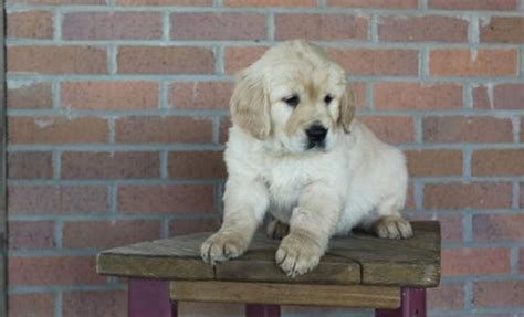 Serving the intermountain west, accepting and placing dogs in utah, idaho, montana, wyoming, colorado, arizona and nevada. Golden Retriever Puppy for Sale - Adoption, Rescue ...