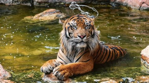 Суматранский тигр в воде обои для рабочего стола картинки фото