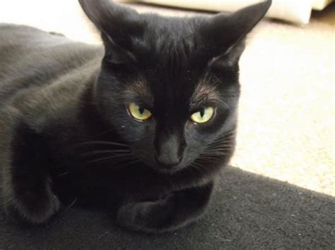 Angry Black Bombay Cat