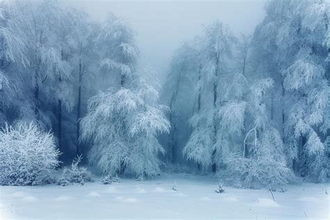 Mountain Photograph Frozen Forest By Evgeni Dinev Fantasy Forest