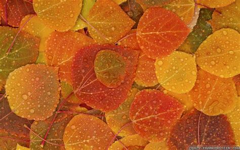 Fall Leaf Wallpapers Top Free Fall Leaf Backgrounds Wallpaperaccess