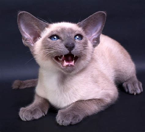8 Types Of Rarest Siamese Cats