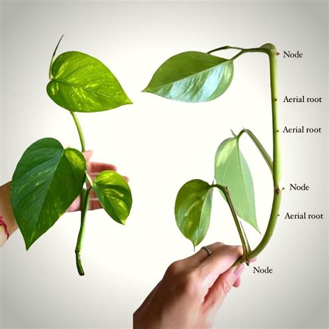 Pothos Plants Care And All Theres To Know About This Houseplant