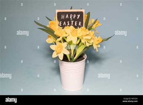 Easter Daffodils High Resolution Stock Photography And Images Alamy