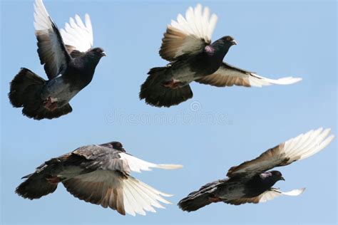 Pigeon In Flight Stock Image Image Of Outstretched Freedom 16572793