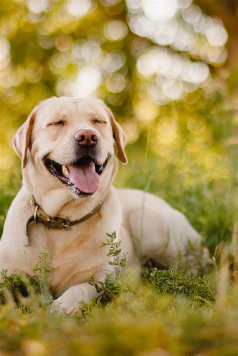 Active Smile And Happy Purebred Labrador Retriever Dog Outdoors In