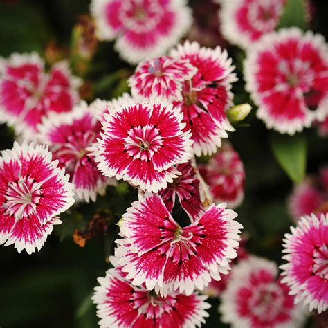 Dianthus Floral Lace Series Flower Seeds Picotee 100 Seeds Annual