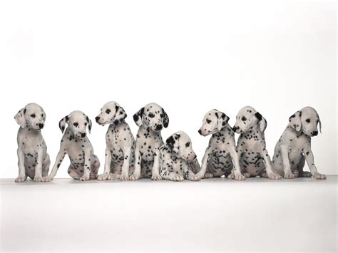 102 Dalmatians Puppies To The Rescue Playstation Nerd Bacon Magazine