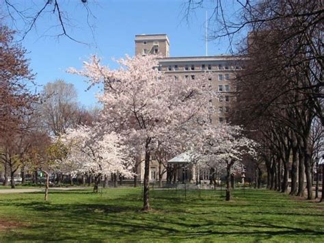 Where To See Cherry Blossoms In The Us Besides Dc Riverside Park