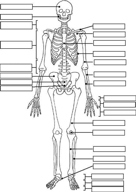 Blank Skeleton Anatomy Coloring Book Anatomy And Physiology