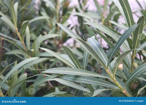 Branches With Poisonous Leaves Of An Oleander Plant Nerium Oleander