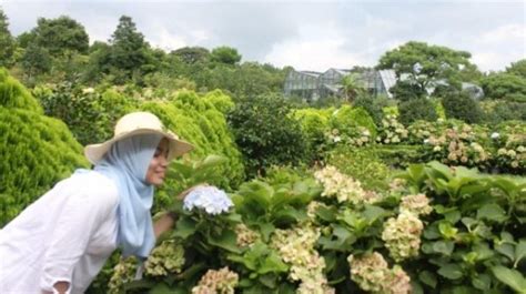 Ini dia kumpulan taman bunga terindah di indonesia pasti bikin kamu terpukau! Wah Merekahnya 500 Jenis Tanaman Camelia di Taman Bunga Jeju Korsel Ini