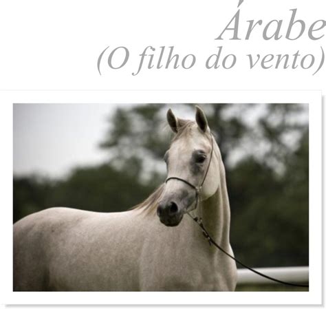 Investimento O Milionário Mercado De Cavalos De Raça Revista Mensch