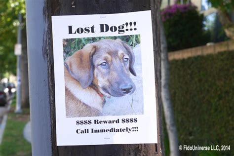 How Can I Find My Lost Dog Fido Universe