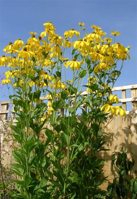 Rudbeckia Laciniata Cutleaf Coneflower Tall Perennial Yellow Flowers