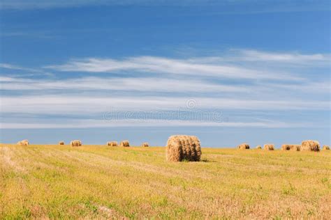 Rural Landscape Field Meadow With Hay Bales After Harvest In Sunny Day
