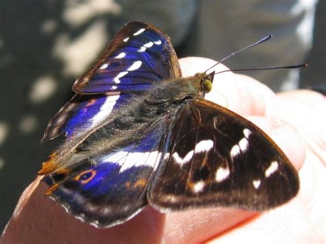Purple Emperor Makes Early Appearance In Britain Facts About Butterflies