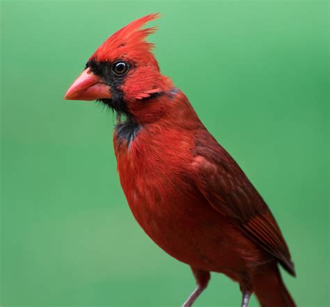 Cardinal - Birds and Blooms