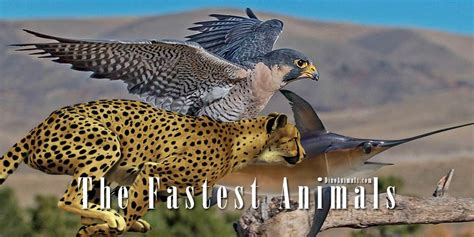 The Fastest Animals On Land In Water And In The Air