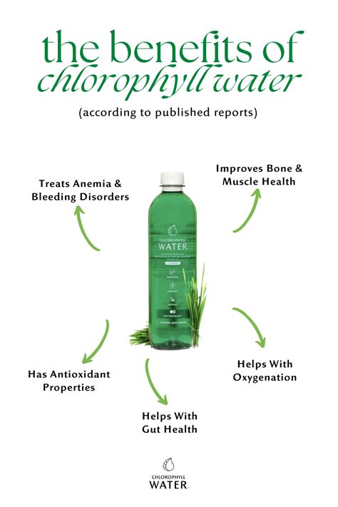 Reap The Benefits Of Chlorophyll Water Today In 2023 Chlorophyll Water Chlorophyll Benefits