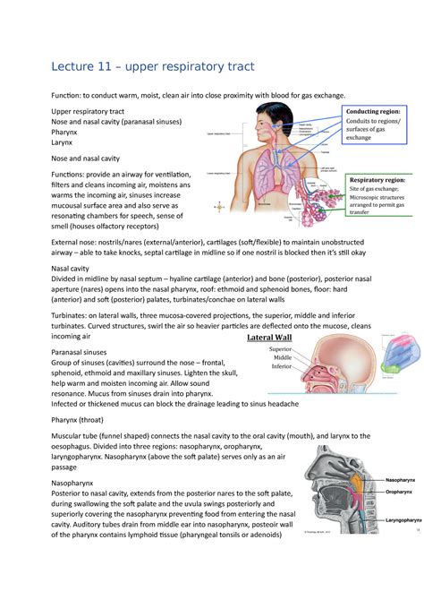Hubs192 Respiratory Lecture Notes Lecture 11 Upper Respiratory