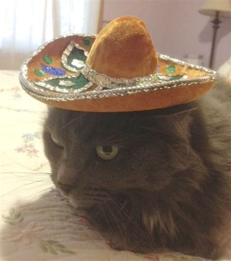 Cowboy Hat Cat Meme