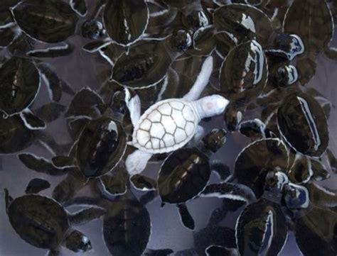 Waiting BD: Great Pictures of Albino Animals (32 Pictures)